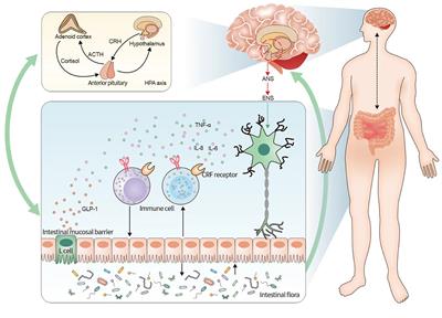 A review of neuroendocrine immune system abnormalities in IBS based on the brain–gut axis and research progress of acupuncture intervention